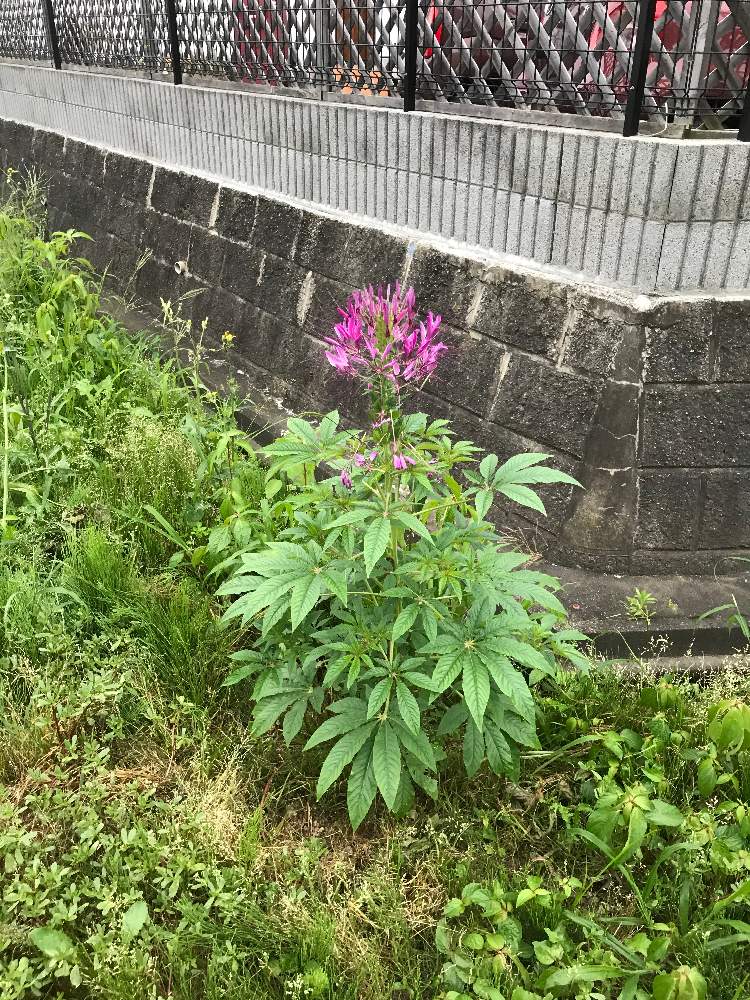 クレオメ 風蝶草 の投稿画像 By チキンタツタさん 月7月21日 Greensnap グリーンスナップ