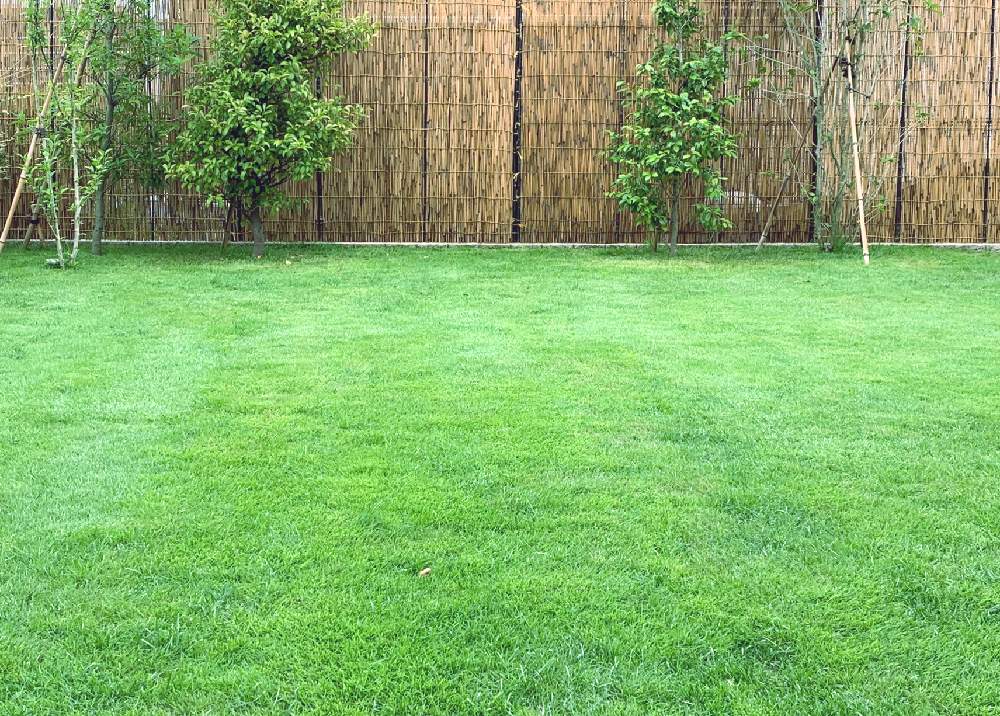 芝生の投稿画像 By カマカマカーさん 庭の芝生と芝生の庭とlawn 月7月21日 Greensnap グリーンスナップ