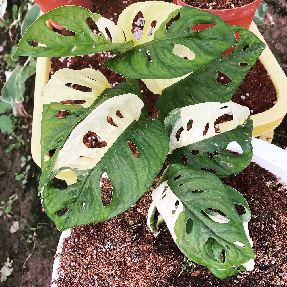 モンステラの投稿画像 By Mihoenさん マドカズラとハーフムーン 月7月21日 Greensnap グリーンスナップ