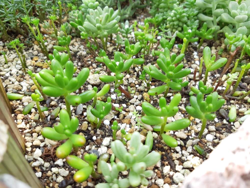 セダム属の投稿画像 By Momoyuさん 多肉植物と雨ざらしとセダム花壇と地植え 月7月21日 Greensnap グリーンスナップ