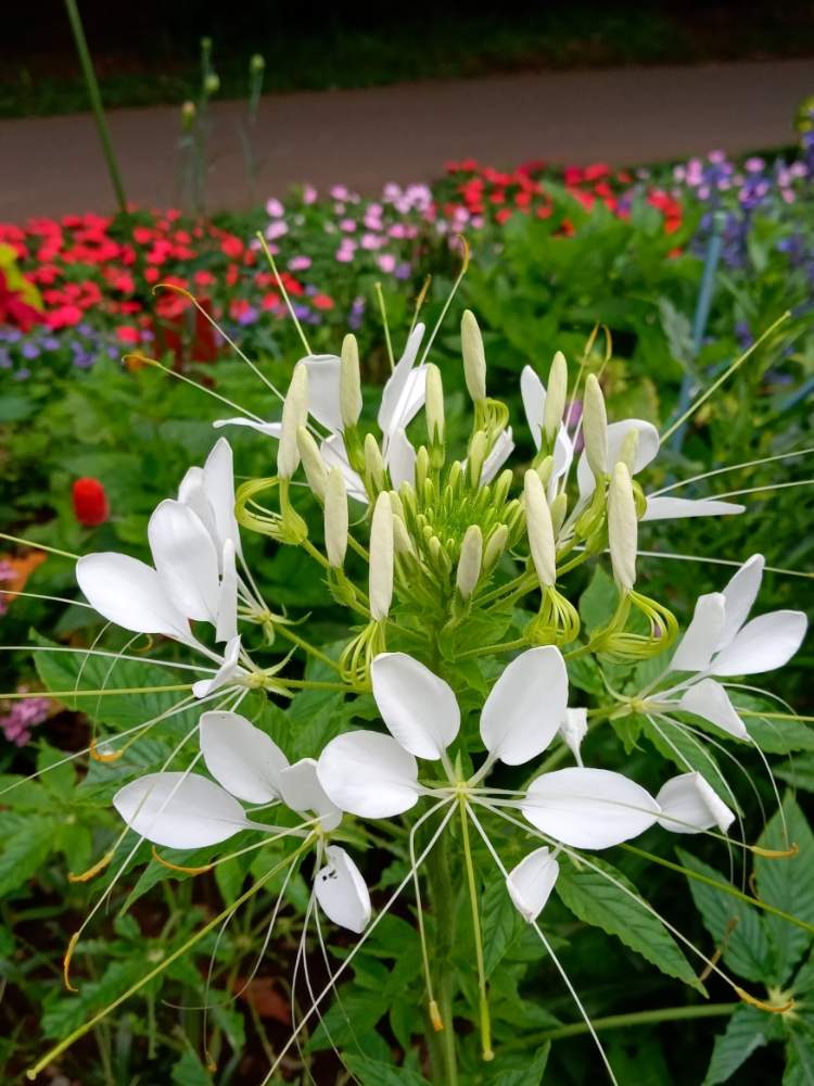 クレオメ 風蝶草 の投稿画像 By トッコさん 植物園と公園と花壇と梅雨の晴れ間 月7月21日 Greensnap グリーンスナップ