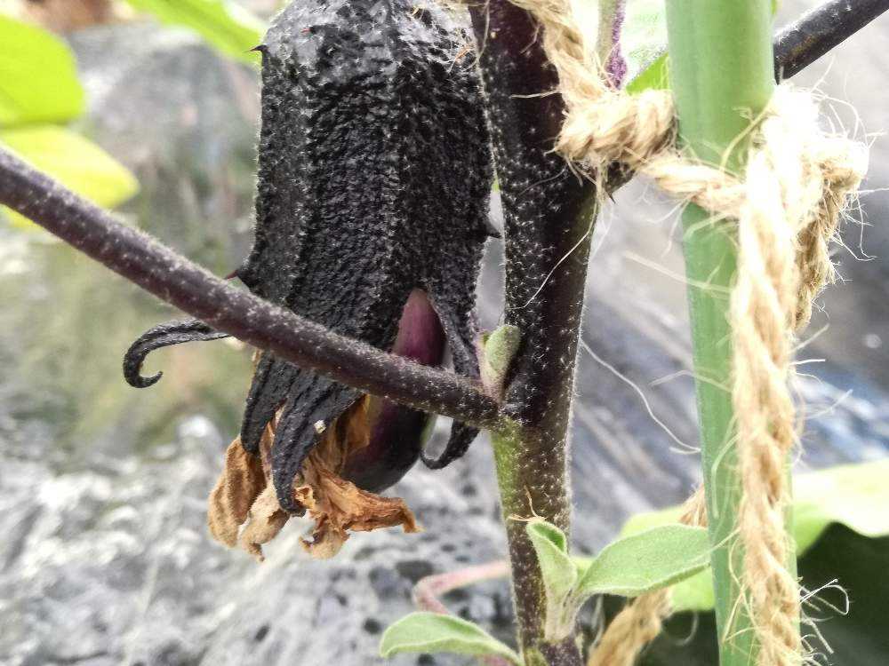 野菜 ナスの成長記録 5 25 料理レシピあり Greensnap グリーンスナップ