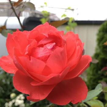 朱色のバラの画像 by rosa sさん | 小さな庭とスカーレットクイーンエリザベスと朱色のバラとおうち園芸と鉢植えと北海道でも越冬しますと花のある暮らしと朱色の花と北海道