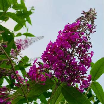 ブットレア紫の画像 by のばらさん | 広い庭とGSのみなさんに感謝♡と癒し…♡とお疲れさま☆とブットレア紫