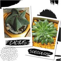 多肉植物,100均多肉,放置多肉,植物のある暮らし,アストロフィツム属の画像