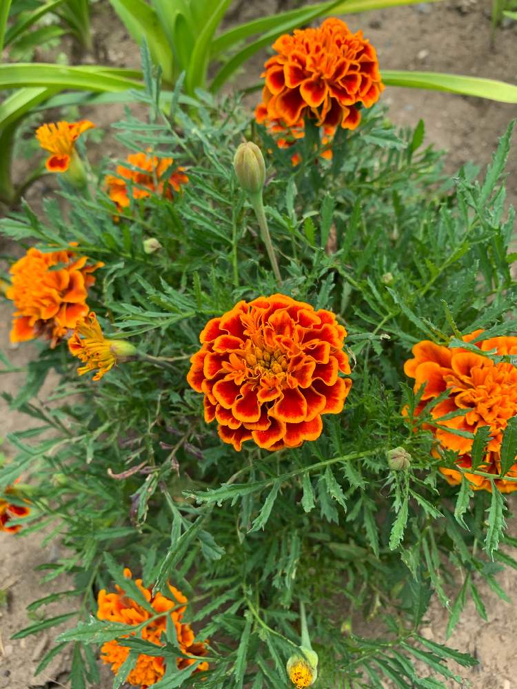 マリーゴールドの投稿画像 By さん 月7月21日 Greensnap グリーンスナップ