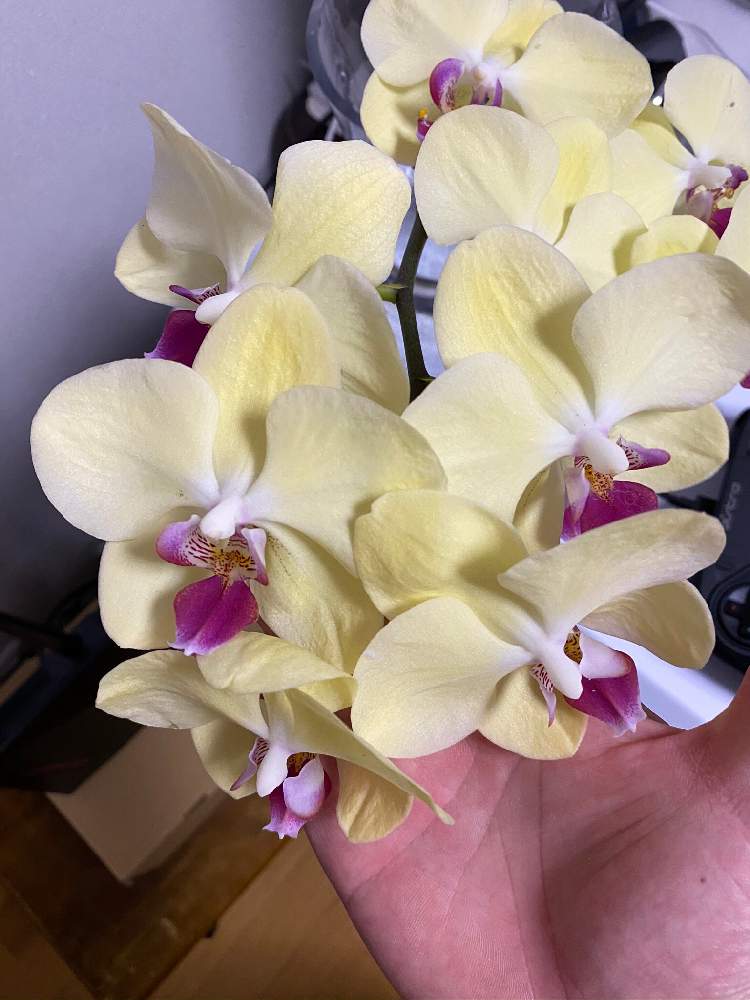 暑くなってきたので Greensnap グリーンスナップ 暑くなってきたので Greensnap グリーンスナップ