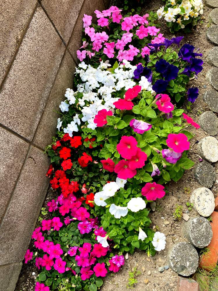 インパチェンスの投稿画像 By ゆみこさん ペチュニアと小さな花壇と北側玄関とおうち園芸 月7月21日 Greensnap グリーンスナップ