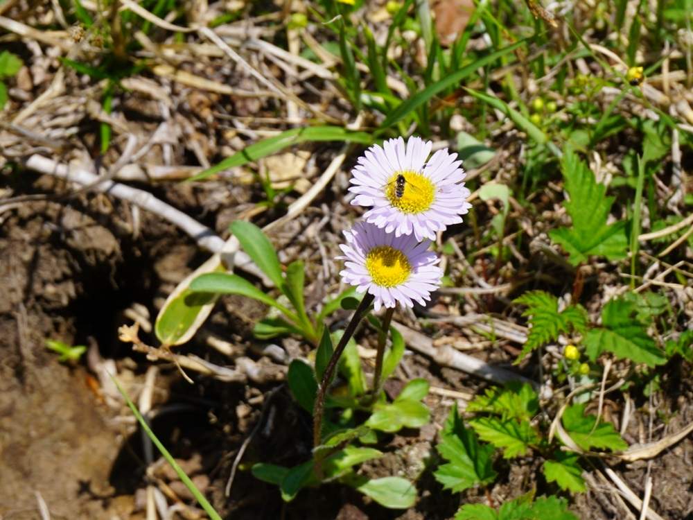 不忘山の投稿画像 By よりさん 山野草と東北と山の花とハイキング 登山と宮城とやまと登山と紫の花と蔵王とアズマギクとお出かけ先と不忘山と山野草と東北 と山の花とハイキング 登山と宮城とやまと登山と紫の花と蔵王 月7月21日 Greensnap グリーンスナップ