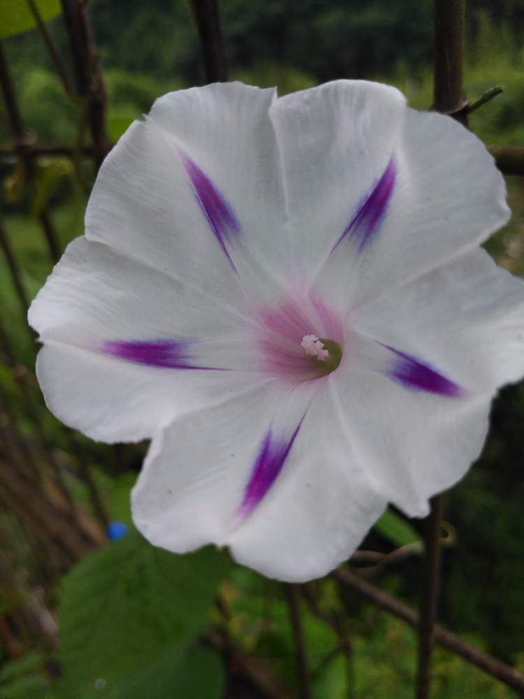 アサガオの投稿画像 By なほさん ミルキーウェイと朝顔 と西洋朝顔ミルキーウェイ 月7月21日 Greensnap グリーンスナップ