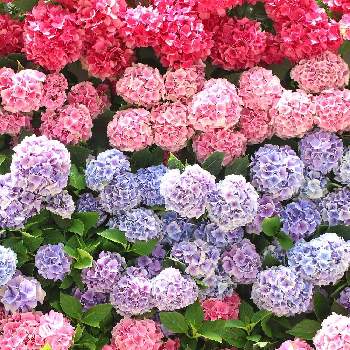 hanabiyoriの画像 by おはぎさん | お出かけ先と花のある空間とhanabiyoriと癒しと花のある生活と紫陽花 アジサイ あじさいと癒され風景とアジサイ　紫陽花と花のある暮らしとかわいいな♡とやっぱり花が好き♡