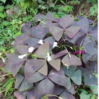 オキザリス・トライアングラリスの画像