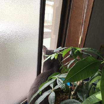 暗い気持ちを明るく٩ ᆺ ۶の投稿画像一覧 Greensnap グリーンスナップ