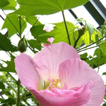 色が変わる花の投稿画像一覧 Greensnap グリーンスナップ