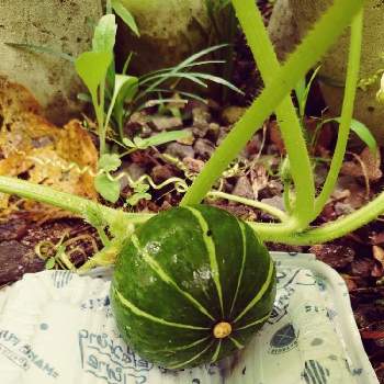 坊ちゃん かぼちゃ 育て 方 かぼちゃ パンプキッズ 坊ちゃん 観察日記 18 5 5