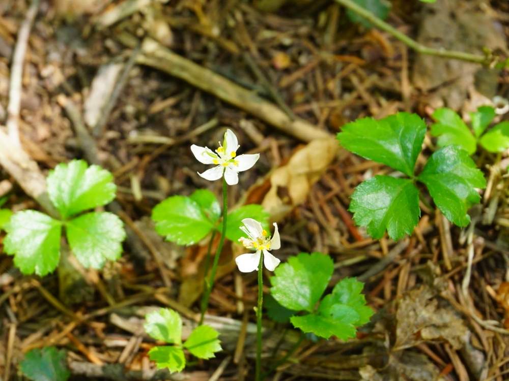 ミツバオウレンの投稿画像 By よりさん 不忘山と山野草と東北と山の花とハイキング 登山と宮城とやまと登山と蔵王と白い花と高山植物類 月7月21日 Greensnap グリーンスナップ