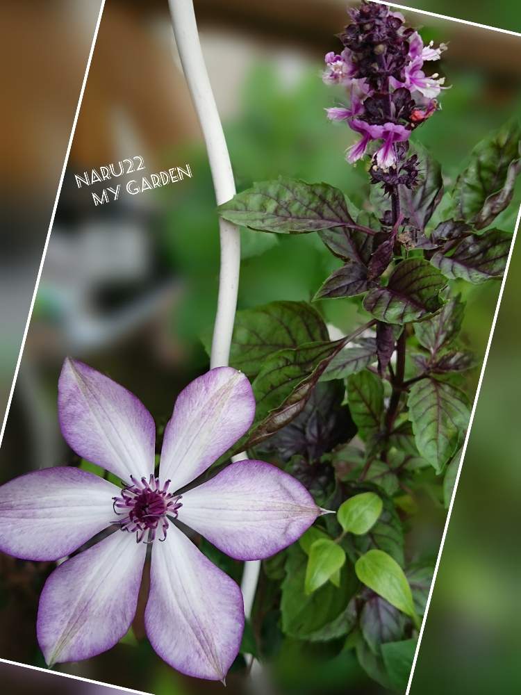 バジル ダークオパールの投稿画像 By Naru22さん クレマチスフォンドメモリーズと私の癒し とカラーリーフと花芽が出たよ と可愛い蕾たちとおうち園芸とハーブのある暮らしと花のある暮らしとワクワク 月7月21日 Greensnap グリーンスナップ