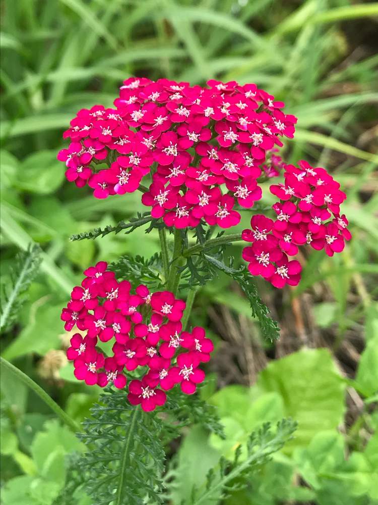 セイヨウノコギリソウの投稿画像 By アスさん セイヨウノコギリソウ 西洋鋸草 とアキレアとノコギリソウ アキレア と西洋鋸草 月7月21日 Greensnap グリーンスナップ