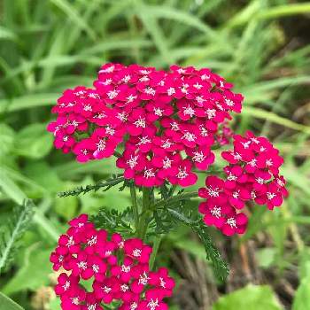 セイヨウノコギリソウ 西洋鋸草 の投稿画像一覧 Greensnap グリーンスナップ