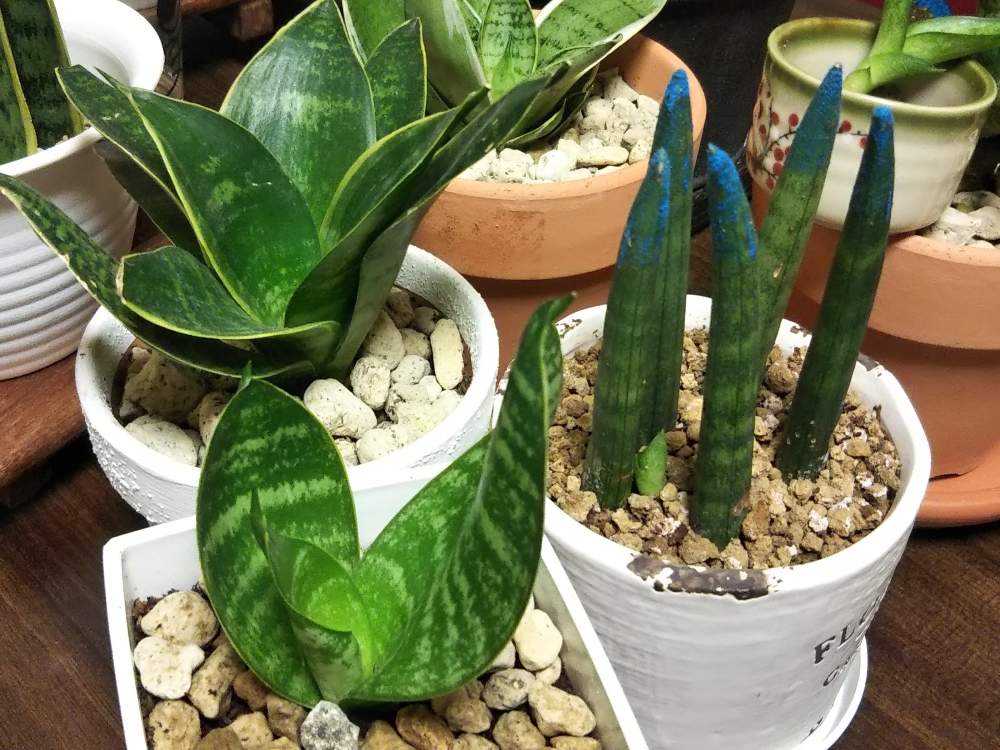 我が家のサンセベリアさん|🍀GreenSnap(グリーンスナップ) 我が家のサンセベリアさん|🍀GreenSnap(グリーンスナップ)