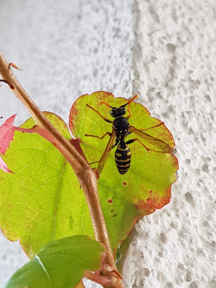 ヨーロッパアシナガバチの投稿画像 By もるみさん バルコニー ベランダと昆虫類と昆虫類 月7月22日 Greensnap グリーンスナップ Greensnap グリーンスナップ