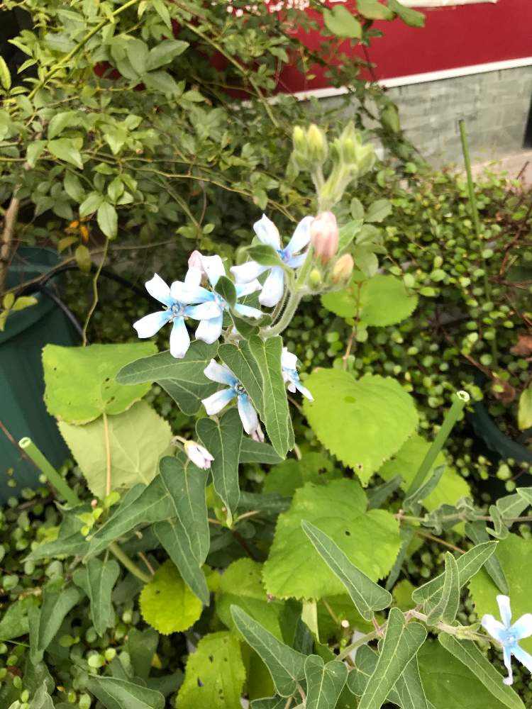 ブルースターの投稿画像 By ピノキオさん 月7月22日 Greensnap グリーンスナップ