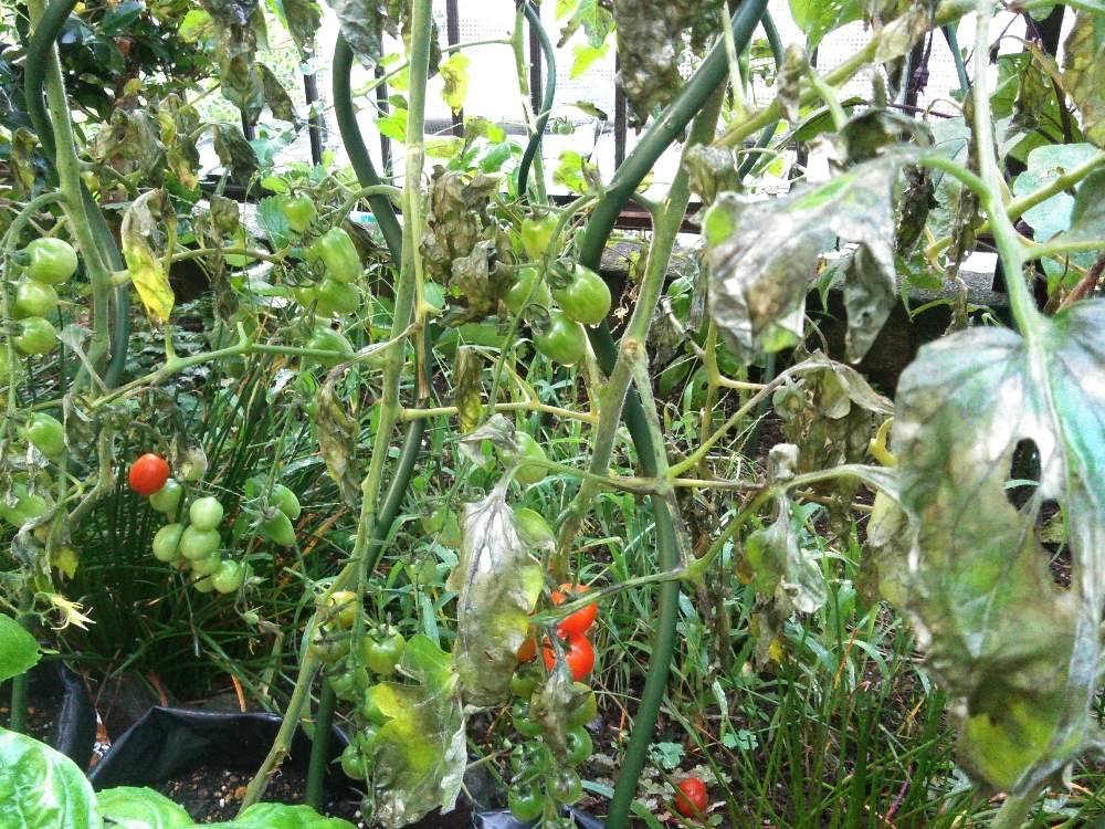 スーパーのミニトマトの種からの栽培記録 ６ 7月28日 火 追記 Greensnap グリーンスナップ