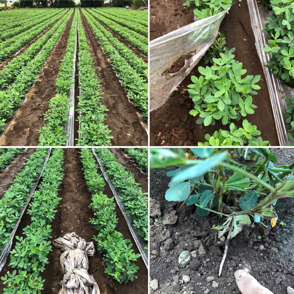 落花生の投稿画像 By 史留久さん 畑 月7月22日 Greensnap グリーンスナップ Greensnap グリーンスナップ