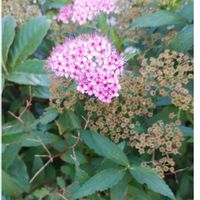 シモツケ の画像