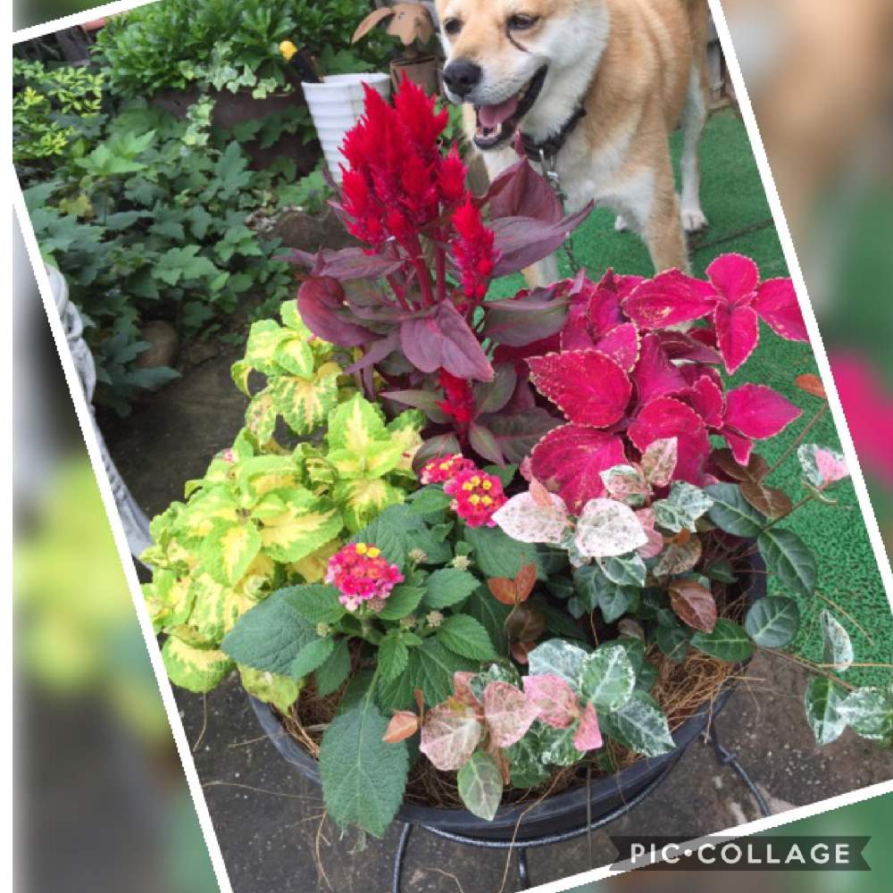 コリウスの投稿画像 By やまぴろさん コリウスとランタナ七変化とはつゆきかずらとセロシア 鶏頭 と夏の花と夏の寄せ植えとワンコイン寄せ植えとおうち園芸 月7月22日 Greensnap グリーンスナップ