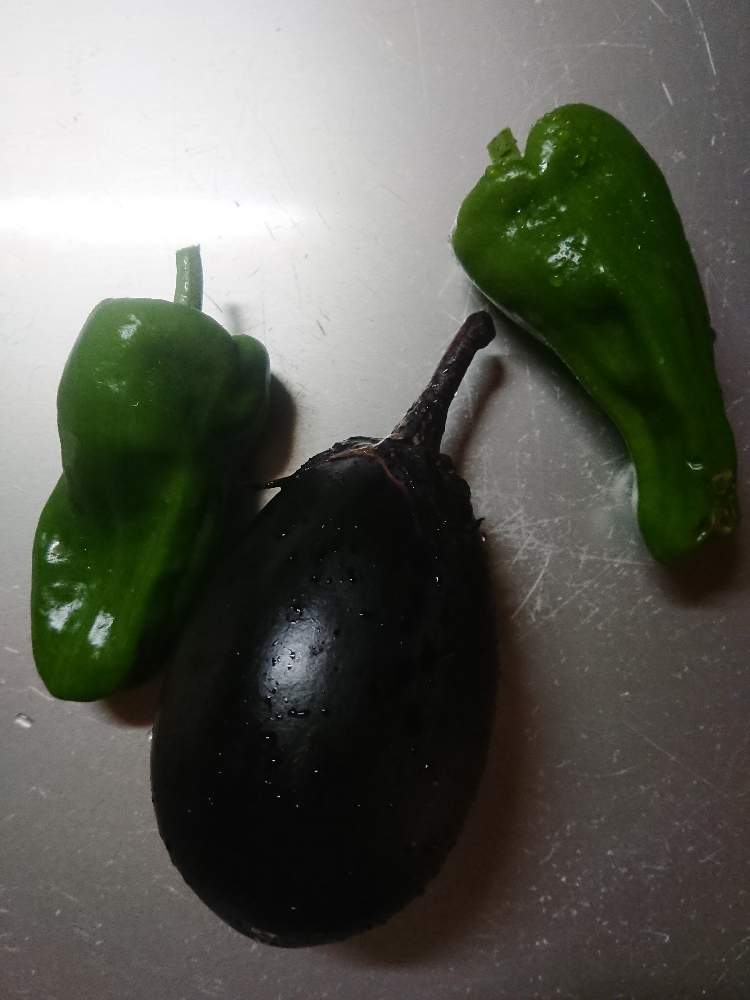 ナスの投稿画像 by 猫を吸いたいさん｜ピーマンとプランター植えと葉水 