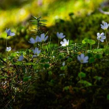 苔の花 の投稿画像一覧 Greensnap グリーンスナップ