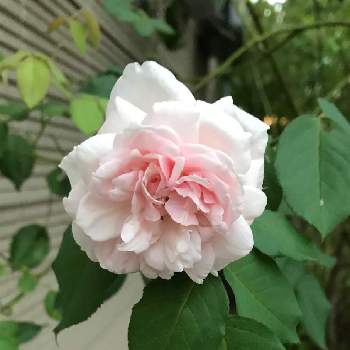 バラ マダムアルフレッドキャリエールの画像 by anneさん | 小さな庭とばら バラ 薔薇とバラ マダムアルフレッドキャリエールとバラ 返り咲きとバラのある暮らしとおうち園芸とガーデニングとバラが好き