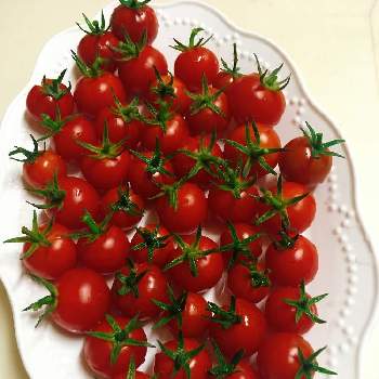 トマトバッグの投稿画像一覧 Greensnap グリーンスナップ