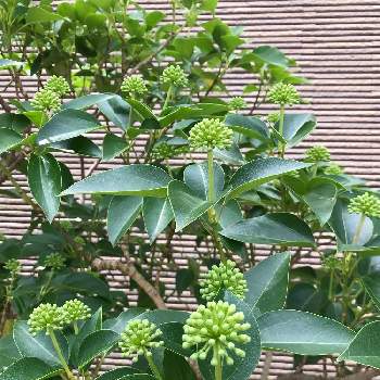 隠れ蓑の投稿画像一覧 Greensnap グリーンスナップ