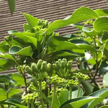 隠れ蓑の投稿画像一覧 Greensnap グリーンスナップ