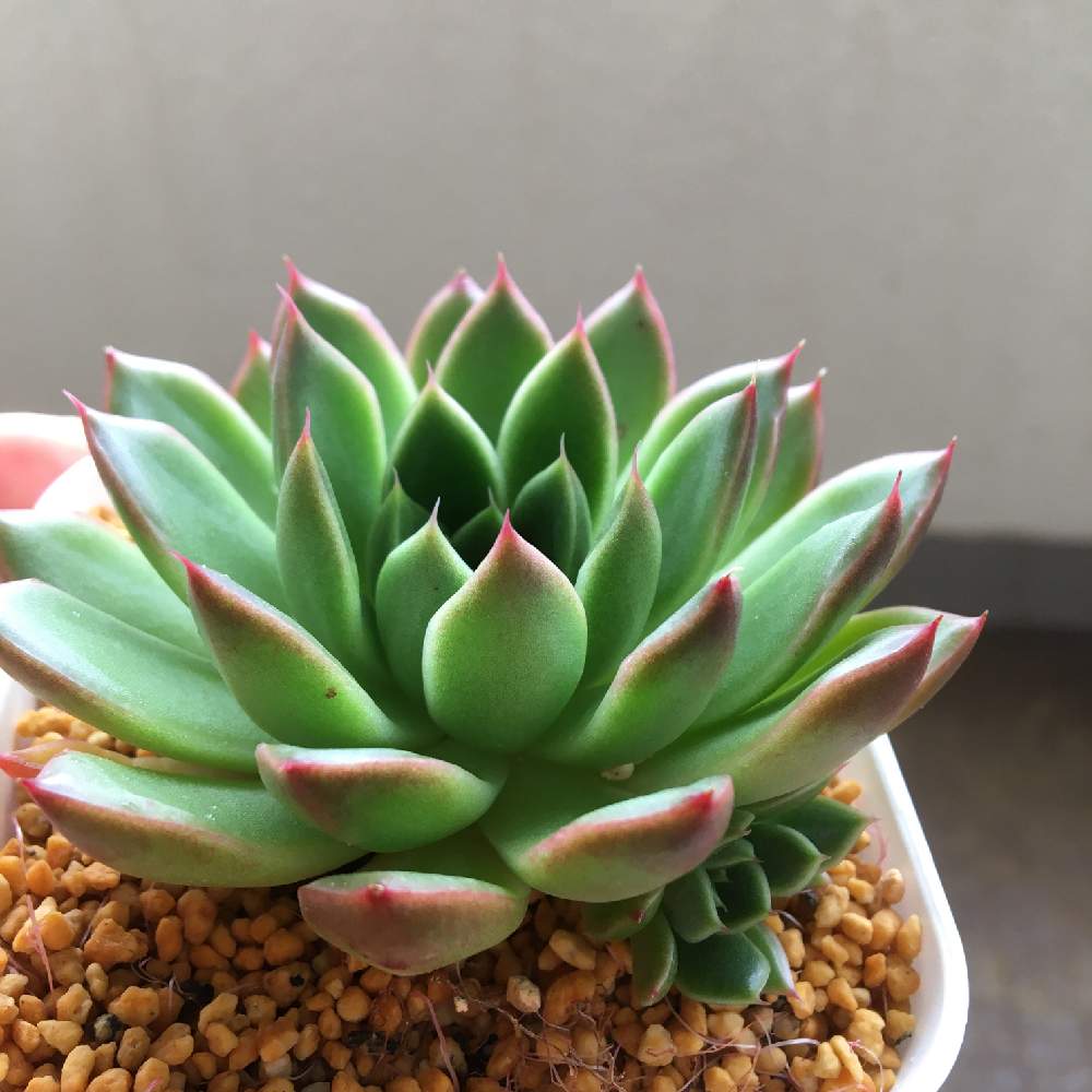 プリーの投稿画像 By あずこさん 多肉中毒と多肉植物と多肉大好きと紅葉 こうよう とズボラガーデナーと極狭ベランダガーデンとあずこプリー 月7月22日 Greensnap グリーンスナップ