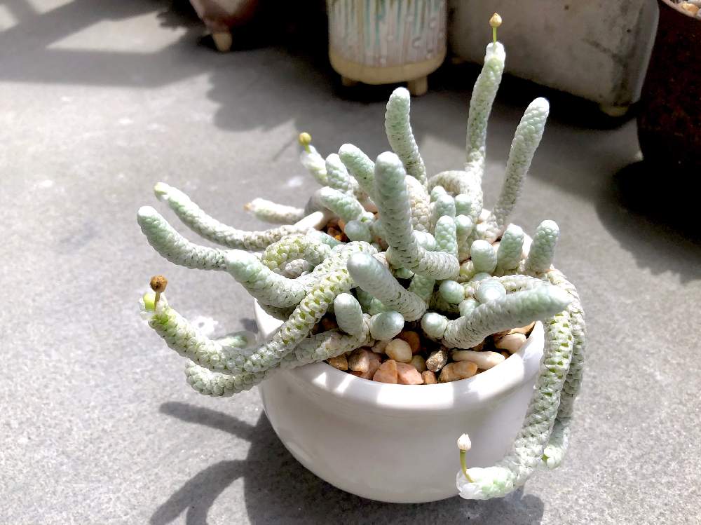 パピラケアの投稿画像 By Co2さん アボニア パピラケアと和名 白蛇殿と多肉植物と観葉植物とアボニア属と多肉女子と多肉植物とサボテンとアボニア パピラケア 月7月22日 Greensnap グリーンスナップ