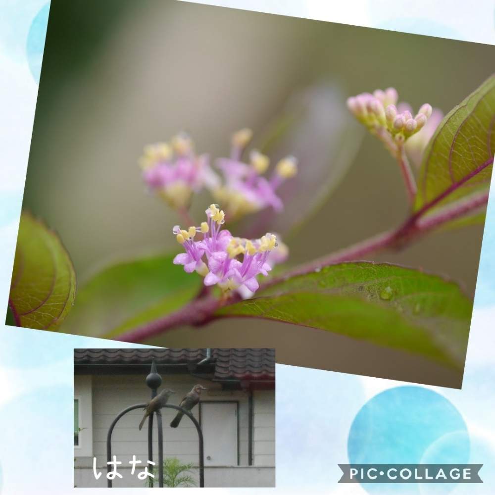 コムラサキの投稿画像 By はなさん こんな時こそ暮らしに花をとピンクの花とありがとう と可愛い花とおうち園芸と小さな幸せ と花のある暮らしと小さな花 月7月22日 Greensnap グリーンスナップ