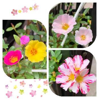 ポーチュラカ,癒される♡,かわいい♡,梅雨のはれ間,素敵な花の画像