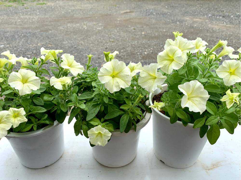 サフィニア 挿し芽の冬越し成長記録 Greensnap グリーンスナップ