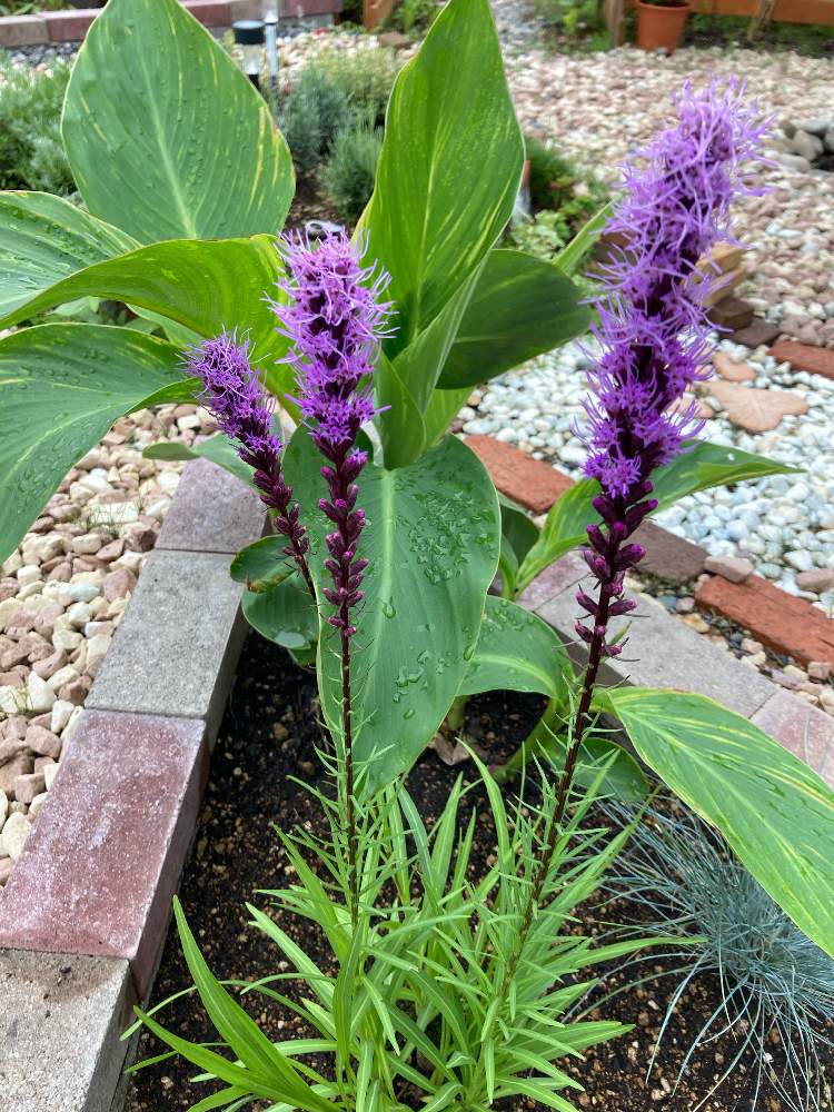 カンナの投稿画像 By 藍 さん リアトリスと小さな庭と耐寒性宿根草とお花大好き と花壇とおうち園芸とリアトリス とカンナ科と北海道と花 は癒やし と耐寒性宿根草とお花大好き と花壇とおうち園芸とリアトリス とカンナ科と北海道と花は癒やし 月7月22日
