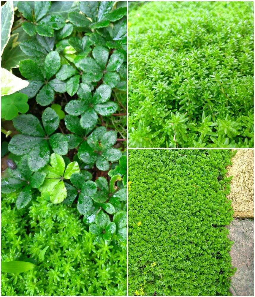 シュガーバインの投稿画像 By Jさん セダムとモリムラマンネングサと多肉植物と観葉植物とグランドカバー 月7月22日 Greensnap グリーンスナップ