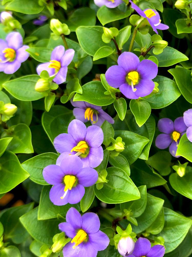 エキザカムの投稿画像 By プルメリアさん 花のある風景とかわいい と癒しと紫色の花と今日の一枚と今日のお花とハレノヒと近所とガーデニングと花のある暮らしとお花好き 月7月22日 Greensnap グリーンスナップ