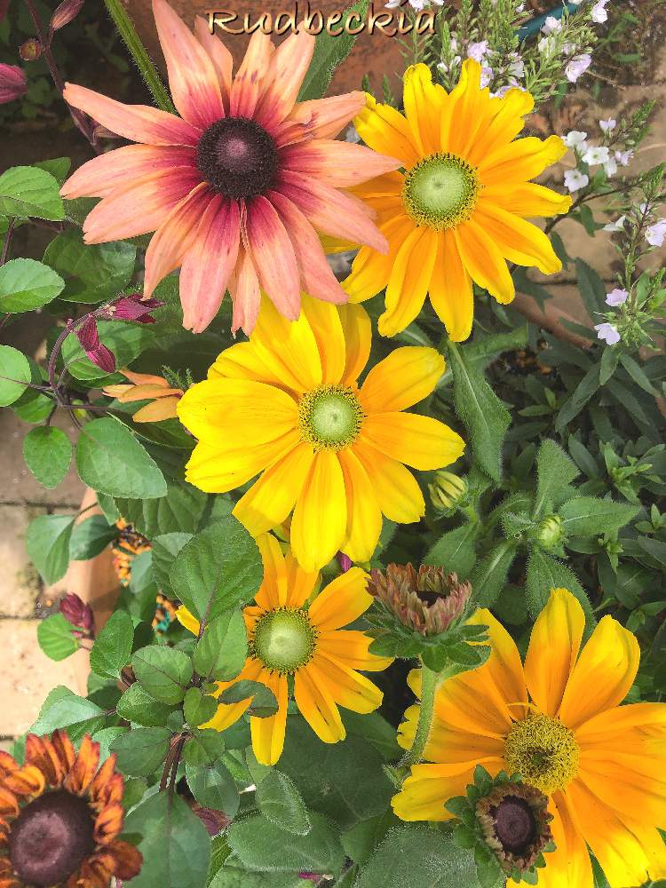 ルドベキア プレーリーサン オータムカラーズの投稿画像 By Meg S Gardenさん 小さな庭とアンティーク色と花壇とおうち園芸と癒しの空間と黄色の花と素敵な出会いと花のある暮らしと大人可愛いとアンティーク色と花壇とおうち園芸と癒しの空間と黄色の花と素敵な出会いと