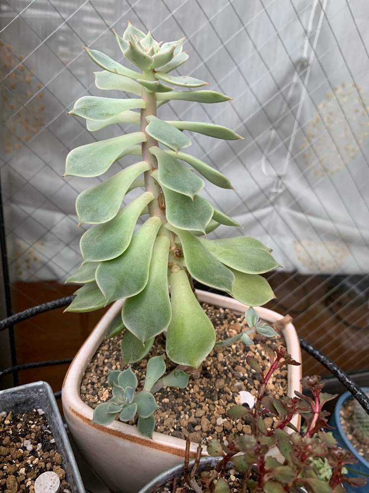 19 エケベリアの仕立て直し Greensnap グリーンスナップ