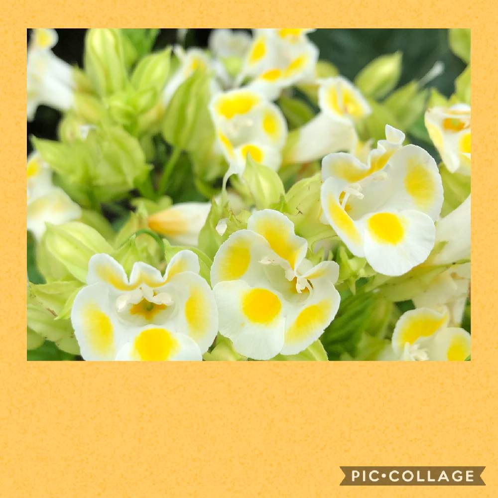 トレニアの投稿画像 By はな さん 月7月22日 Greensnap グリーンスナップ