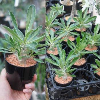 コーデックス鹿児島の投稿画像一覧 Greensnap グリーンスナップ