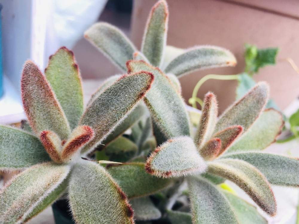 ゴールデンラビットの投稿画像 By みんそら さん 多肉植物ともけもけとgs映えともけもけ多肉と ゴールデンラビットとiphone撮影 月7月22日 Greensnap グリーンスナップ