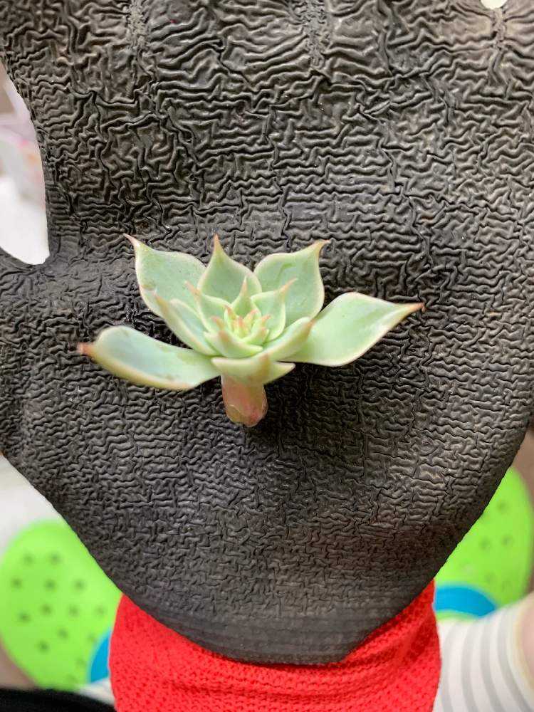 19 エケベリアの仕立て直し Greensnap グリーンスナップ